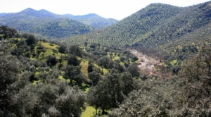 Sierra Morena 1